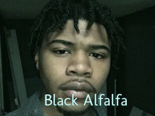 Black_Alfalfa