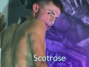 Scotrose