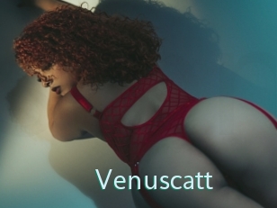Venuscatt